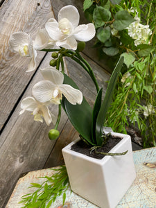 Blowout Sale - Giftware - Square Vase Orchids